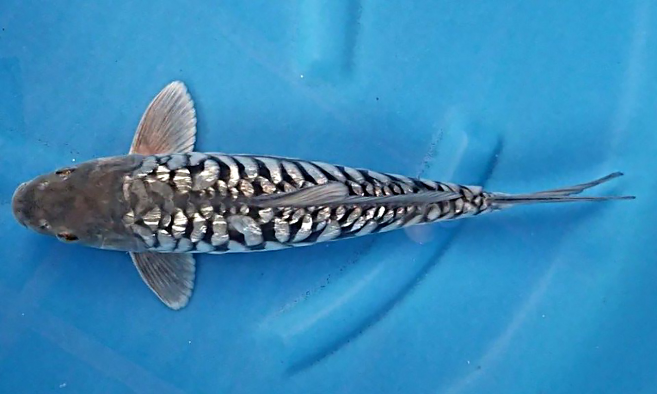 Keindahan Koi Ginrin dengan Sisik Mengkilap yang Memikat Hati Keindahan Koi Ginrin dengan Sisik Mengkilap yang Memikat Hati