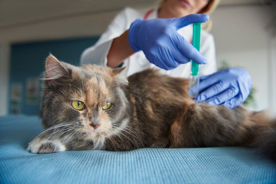 Apakah Bulu Kucing Berbahaya Bagi Kesehatan Manusia? Simak Yuk Penjelasannya!
