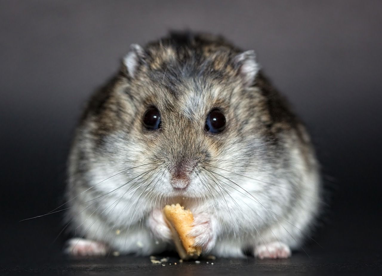 Agar Tetap Sehat, Ini yang Harus Kamu Perhatikan saat Merawat Hamster si Hewan Eksotis dan Menggemaskan