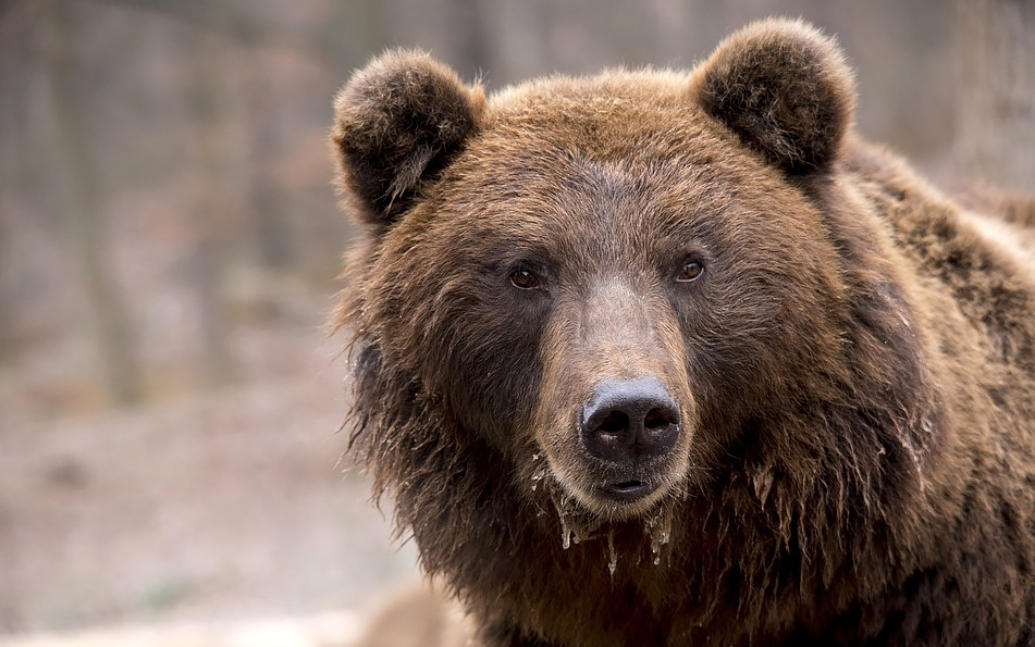 Beruang Masuk ke Pemukiman di Pesisir Barat, Mangsa Unggas dan Minum Minyak Goreng 