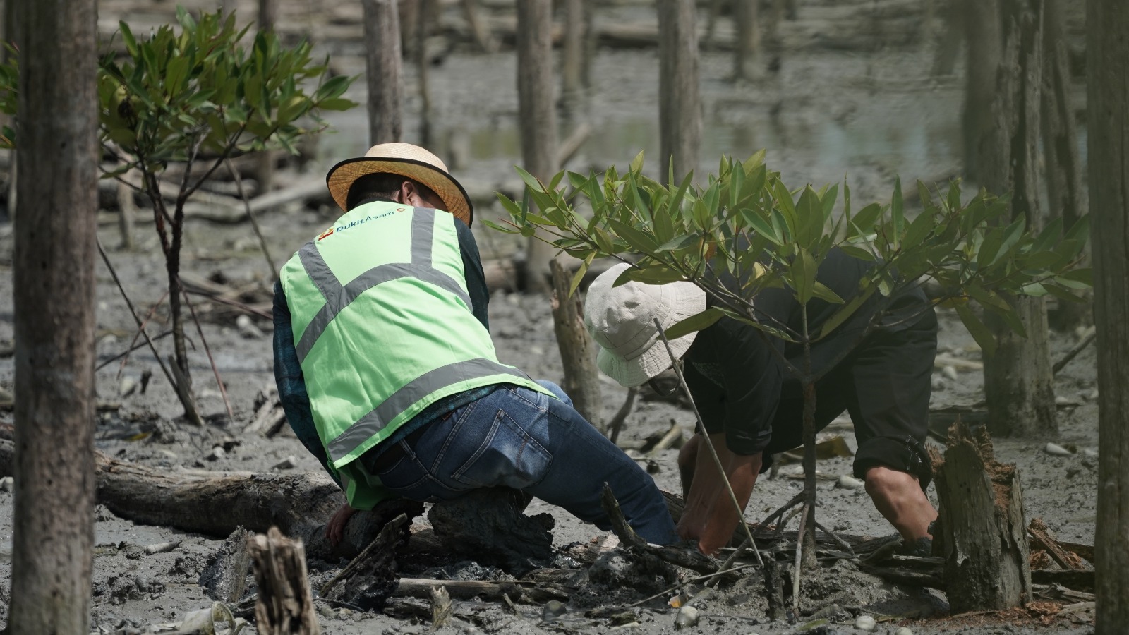 Lanjutkan Konservasi Pesisir, PTBA Tanam 40 Ribu Bibit Mangrove di Lampung Timur