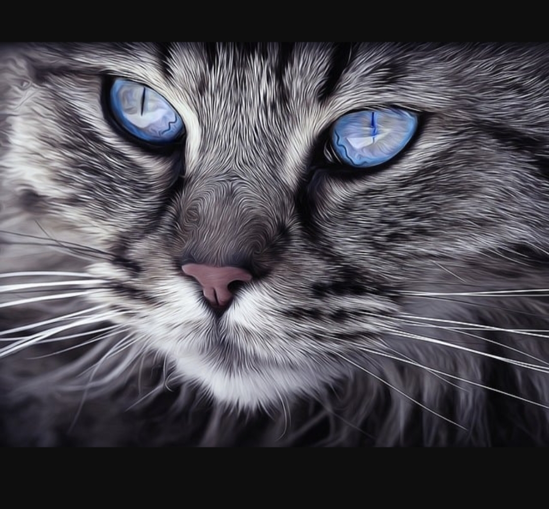 6 Arti Tatapan Mata Kucing Kepada Dirimu, Nomor 4  Reaksi Saat  Berada Pada Situasi yang Baru 