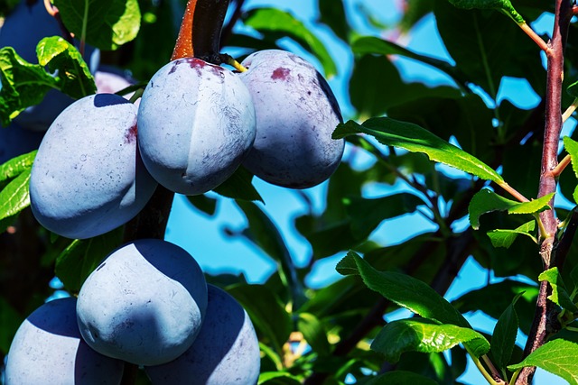 Mengenal  Karakteristik, Asal, Sebaran, dan Segudang Manfaat Buah Plum