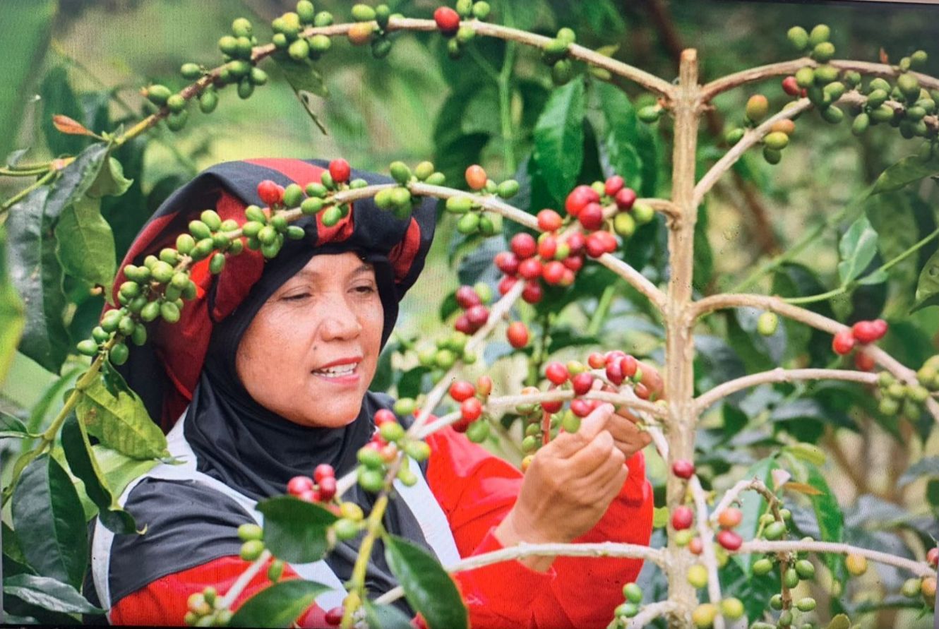 Buah Kopi Takengon Aceh sampai ke Amerika Serikat, Ini Buah Pemberdayaan UMKM BRI