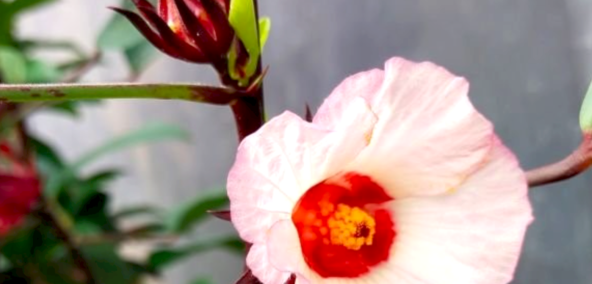 Yuk Intip! Jenis Bunga Sepatu atau Hibiscus Sabdariffa Si Cantik Edible Flower Ini