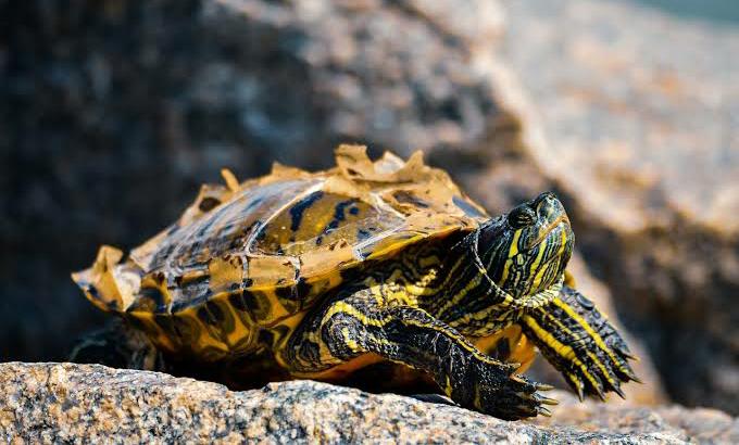 Cara Mudah Merawat Spesies Kura-Kura Matahari Eksotis Bagi Pemula