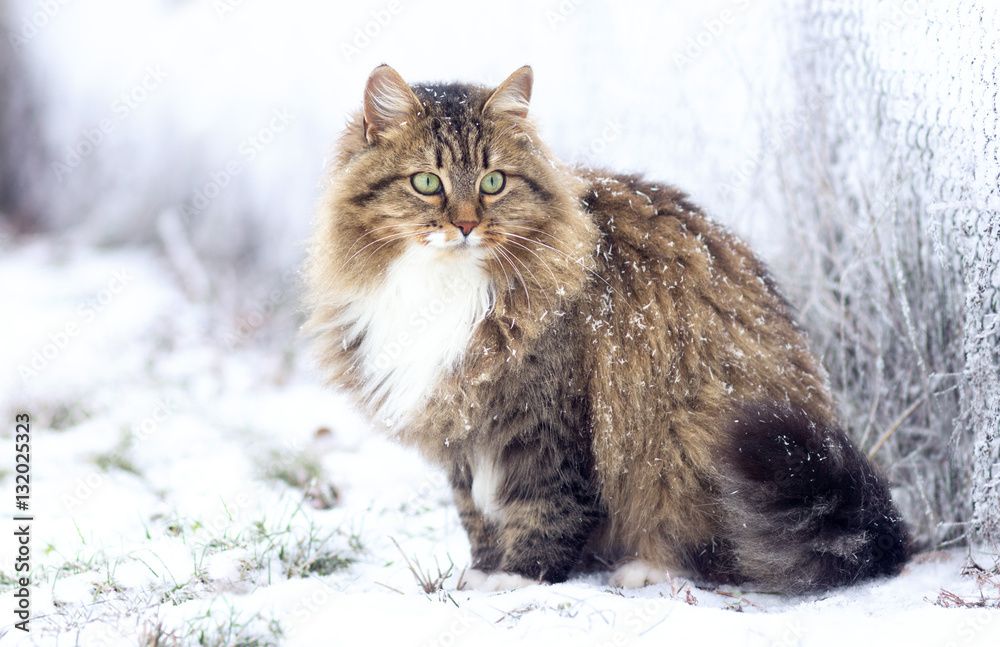 Tahan Udara Dingin, Inilah Ras Kucing Siberian yang Berasal dari Rusia