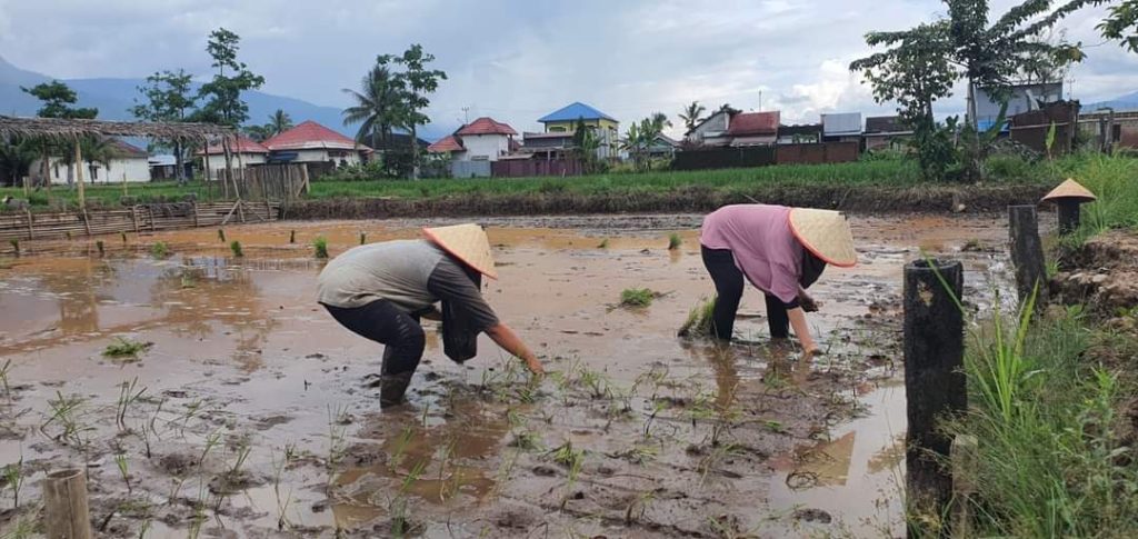 Ini Faktor yang Mempengaruhi Nilai Tukar Petani di Lampung Rendah