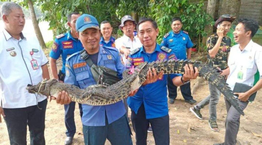 Nyasar Masuk Keramba Apung Warga Tulang Bawang, Seekor Buaya Dievakuasi Petugas Damkar