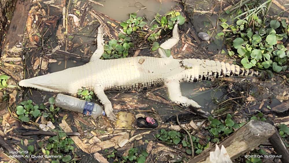 Warga Desa Tanjung Mas Mulya Mesuji Digegerkan dengan Penemuan Seekor Buaya Mati