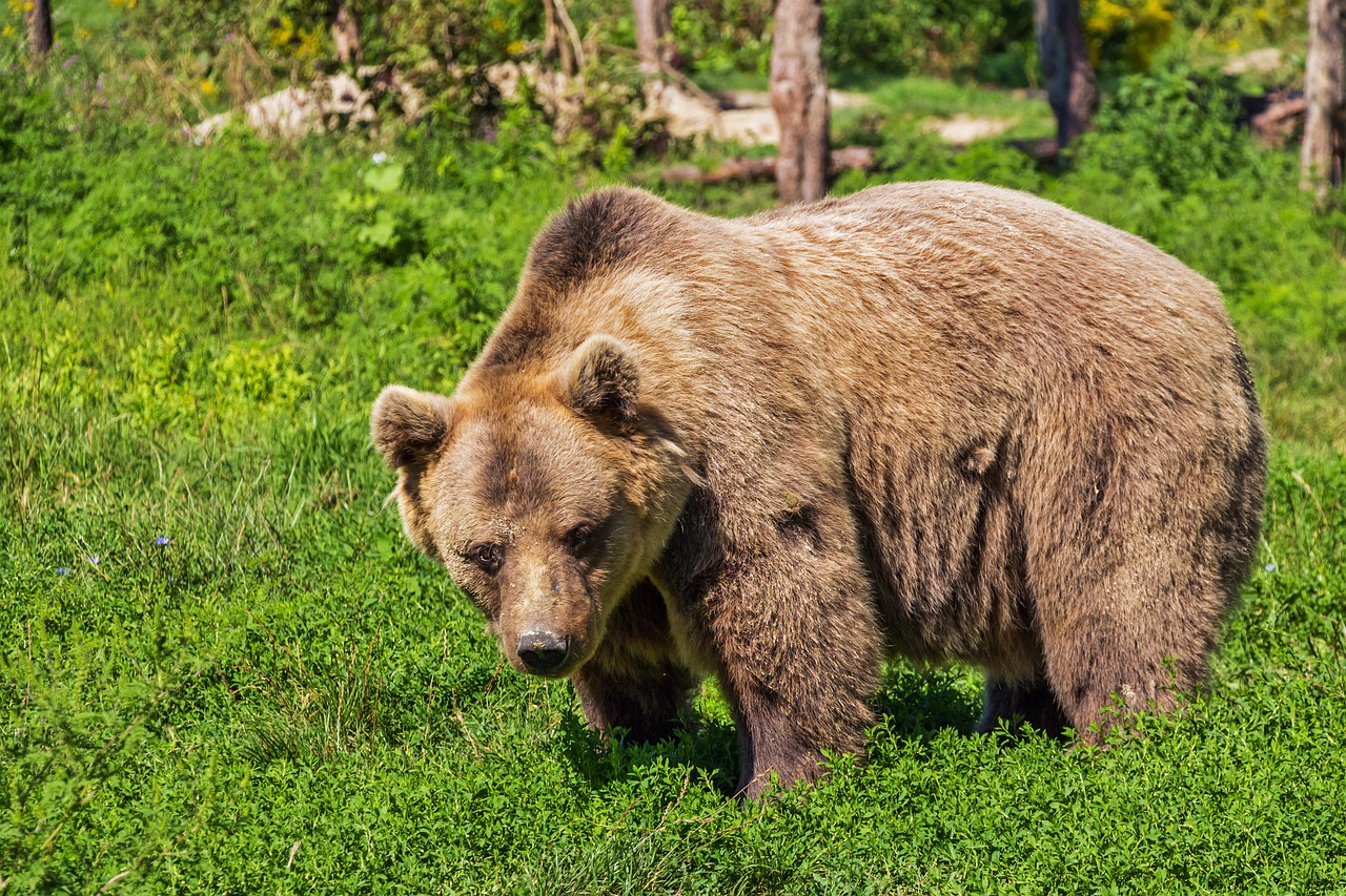 Hewan Beruang Berkeliaran, BPBD Diminta Evakuasi