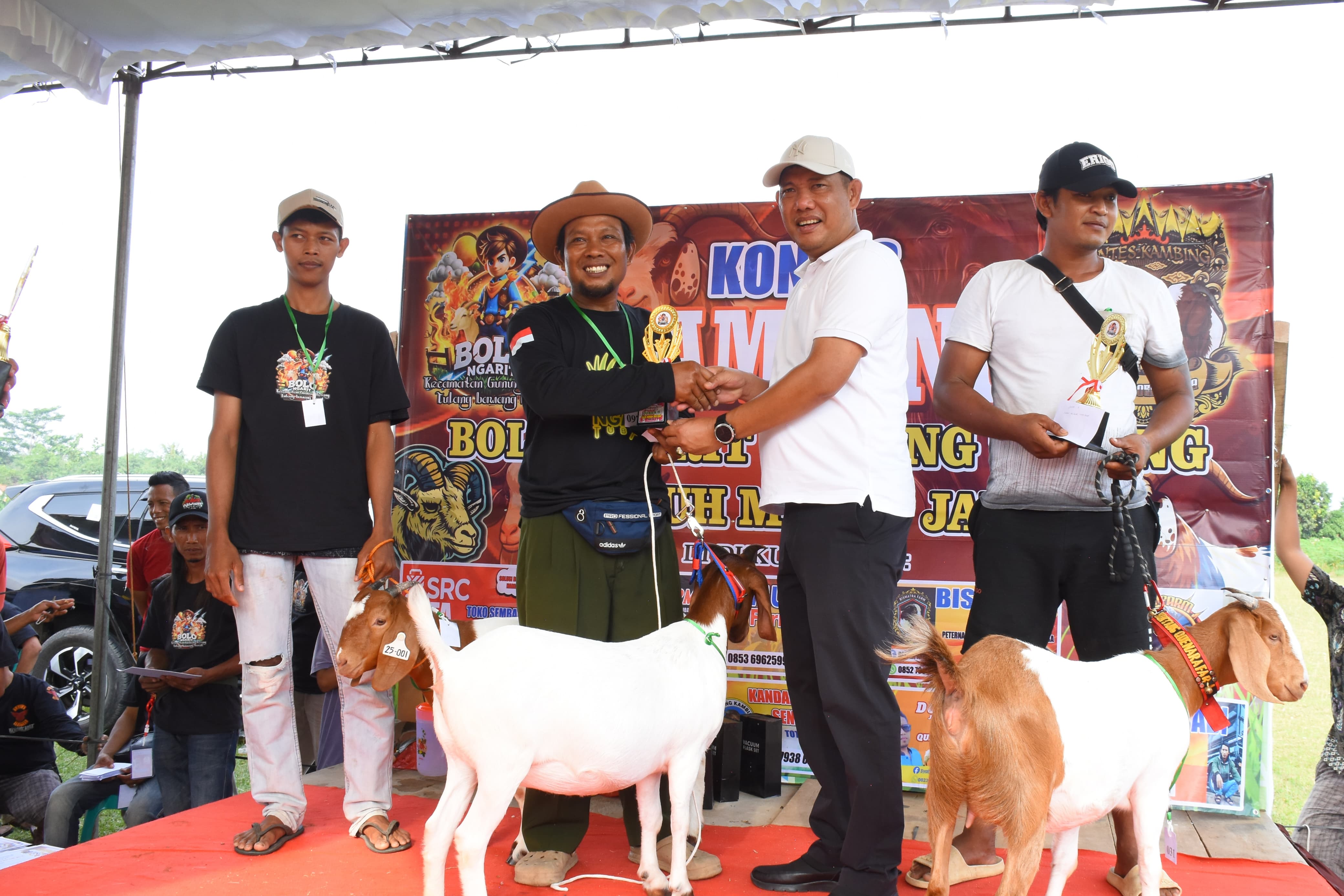 Bak Model, Kambing di Tubaba Berlenggak-lenggok Ikuti Kontes