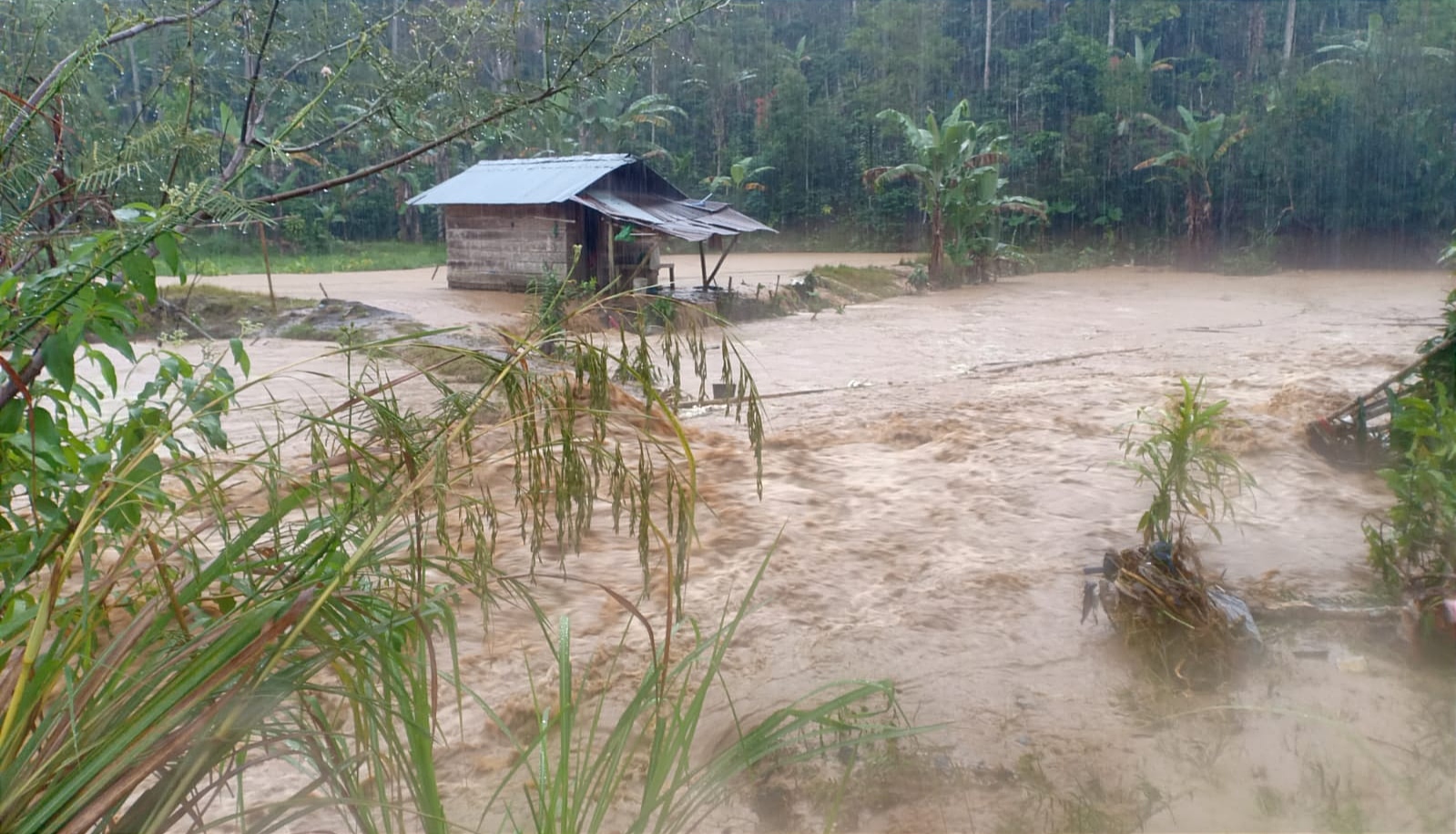 Banjir Lagi, Puluhan Hektare Sawah di Lampung Barat Terendam 