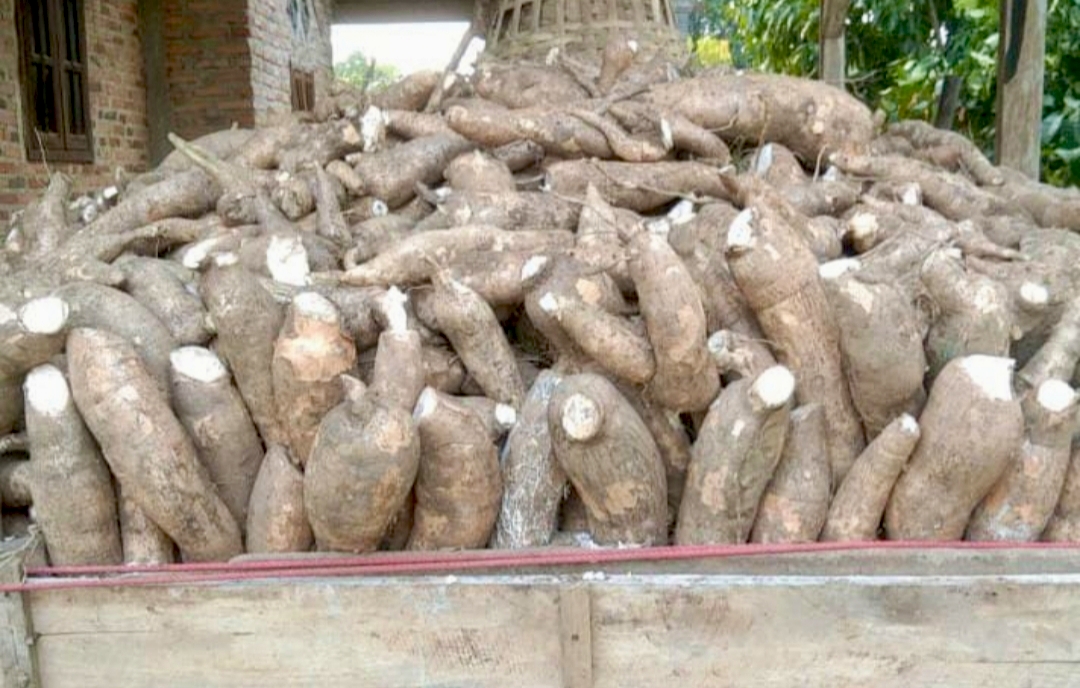 Harga Singkong Tak Sesuai Kesepakatan, Petani Way Kanan Menjerit 