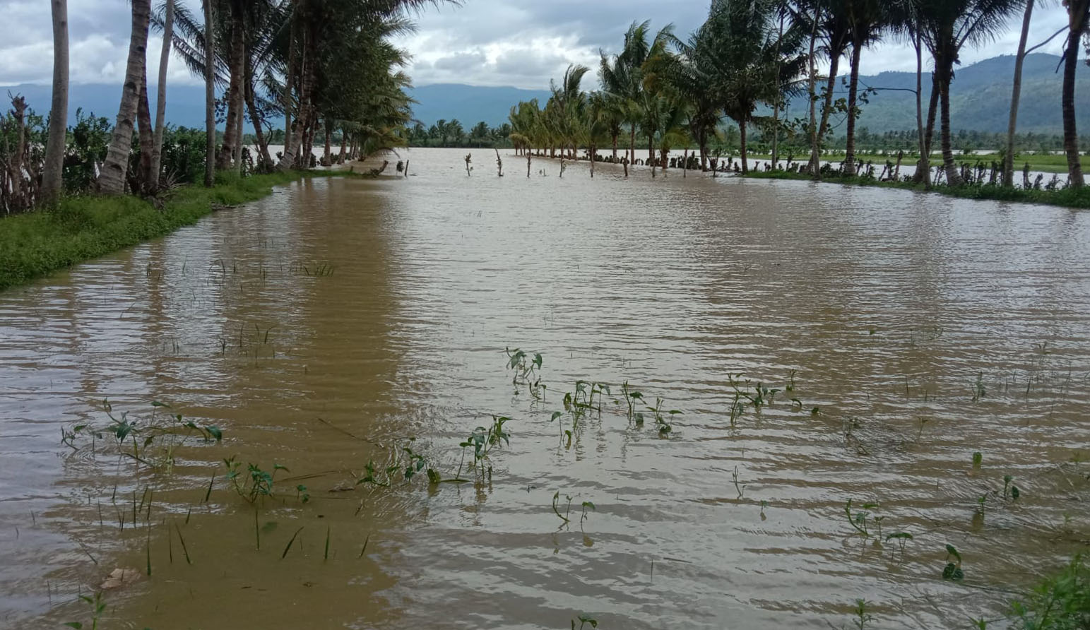 Banjir Bandang Rendam Ratusan Hektare Sawah di Lampung Barat, Begini Kondisi Terkini 