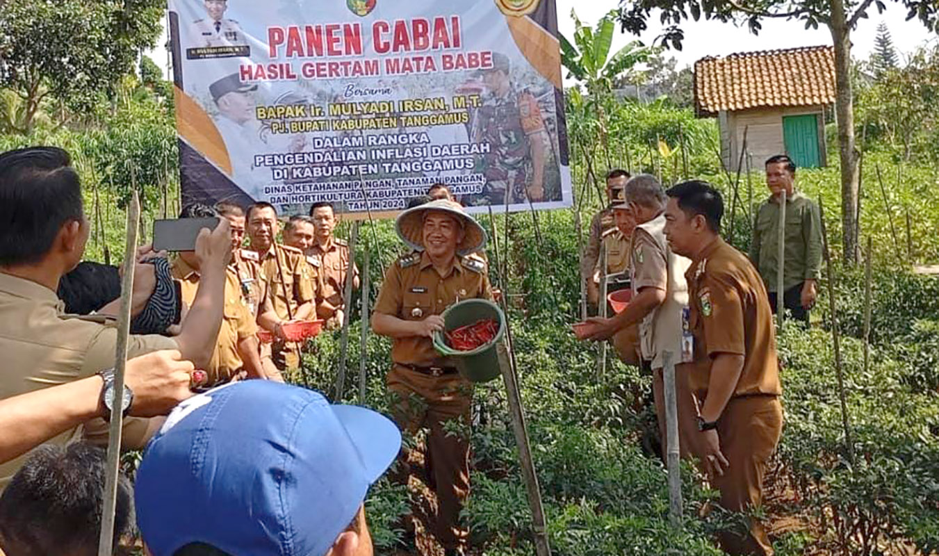 Pj Bupati Tanggamus Lampung Panen Cabai Merah Program Gertak Mata Babe