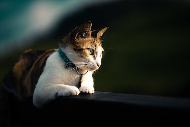 Pemelihara Kucing, Simak Beberapa Hal Ini Agar Peliharaan Kamu Tidak Merasa Sedih