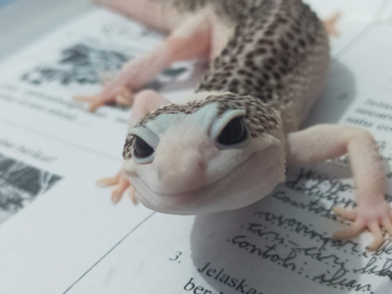 Tekuni Hobi Rawat Hewan Eksotis, I Wayan Langit Biru Sebut Wujudkan Impian Masa Kecil 