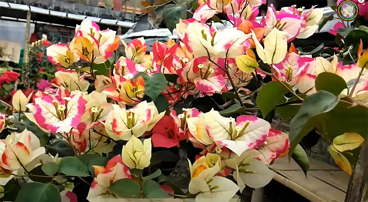 Uniknya Bougenville Citra India Dengan Gradasi Warna Bunga yang Indah 