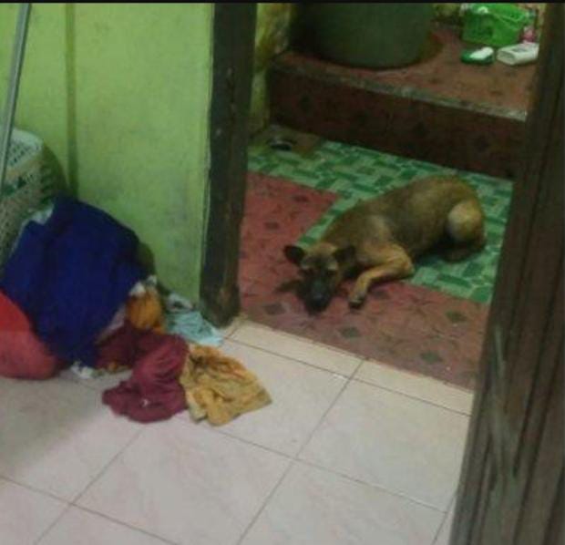 Petugas Damkar Turun Tangan, Anjing Liar di Tulang Bawang Ini Masuk Kontrakan Warga