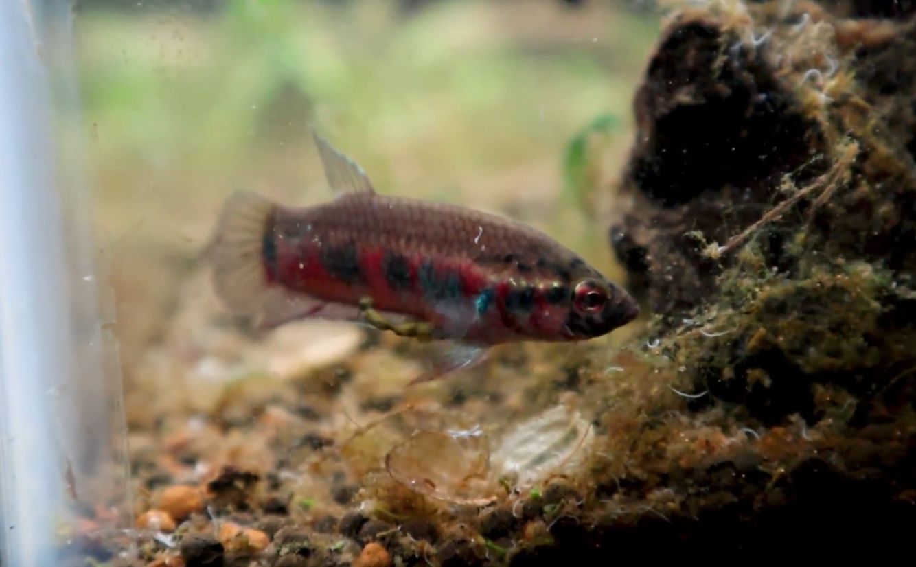 Betta Rubra, Ikan Cupang Merah Asli Aceh yang Nyaris Punah Karena Perdagangan Liar