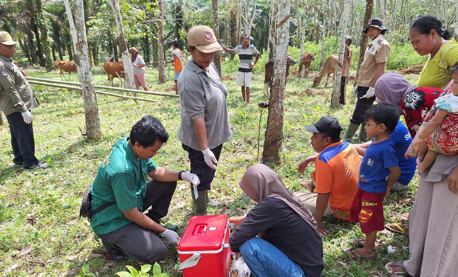 Jelang Idul Adha, Belum Ditemukan Penyakit Pada Hewan Ternak di Mesuji 