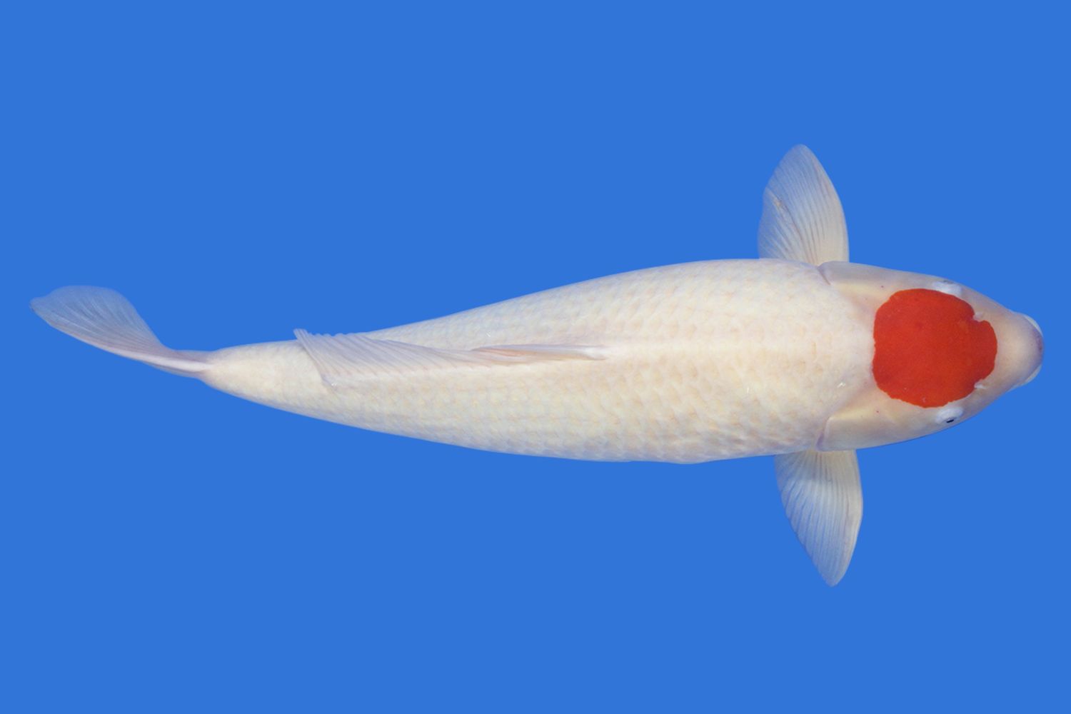 Fakta Unik Ikan Koi Tancho Kohaku yang Populer dan Dipercaya Bawa Hoki