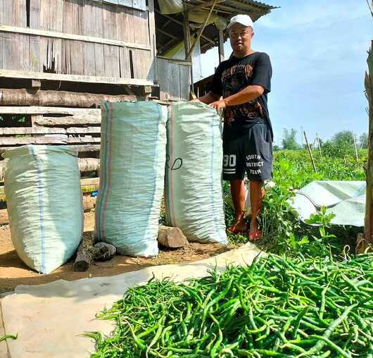 Manfaatkan Harga Mahal, Petani Panen Cabe Meski Belum Siap