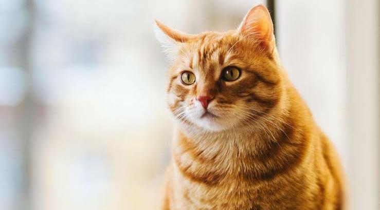 Tiga Makanan Kucing yang Bisa Bikin Gembul Berbulu Lebat, Yuk Cobain