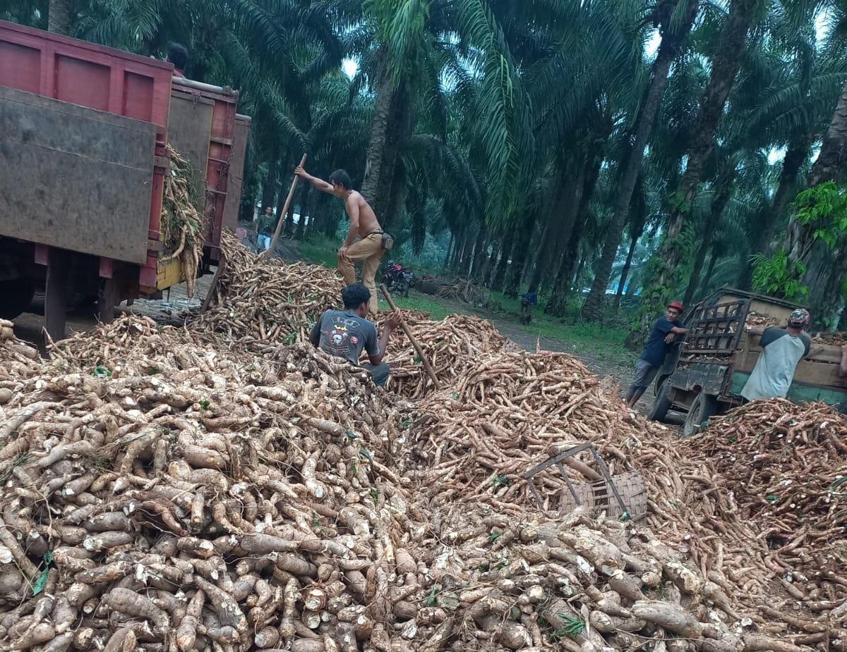 Musim Kemarau, Biaya Tanam Singkong Tinggi 