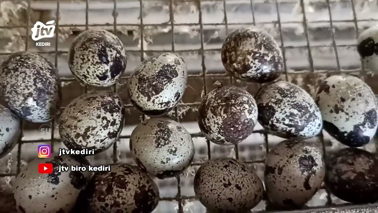 3 Tips Memilih Telur Puyuh Berkualitas, Nomor 3 Sering Terlupakan