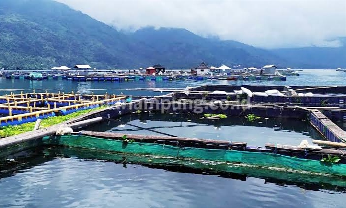 Pemkab Lampung Barat Terbuka Japfa Investasi Rp 400 Miliar