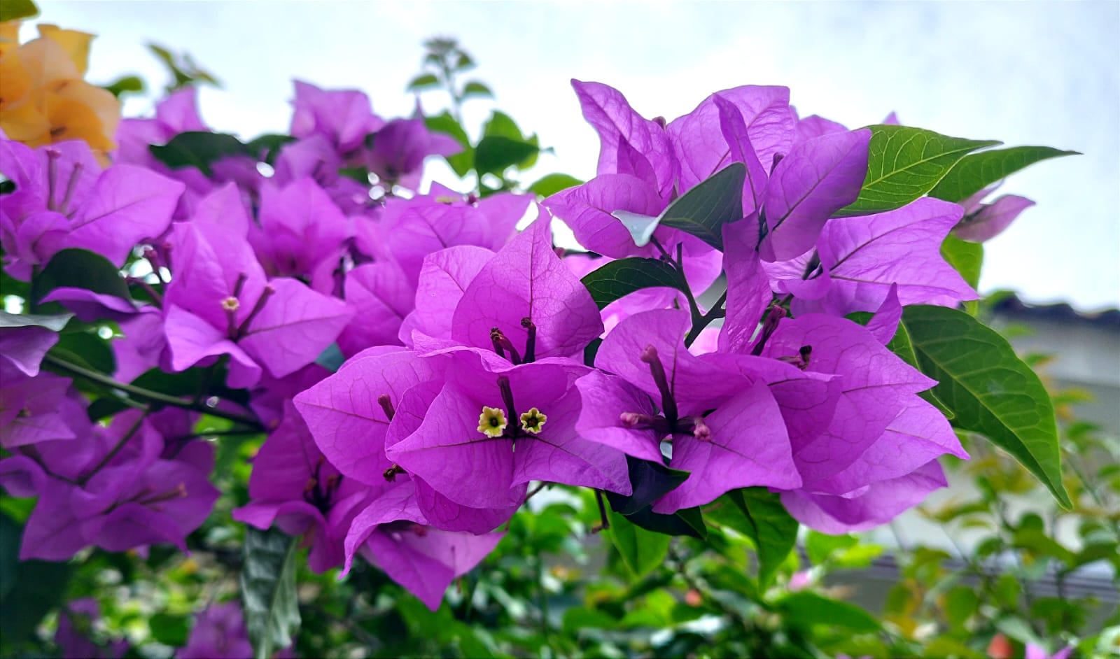 3 Jenis Bougenville Dengan Kelopak Besar, Ada yang Baru di Indonesia 