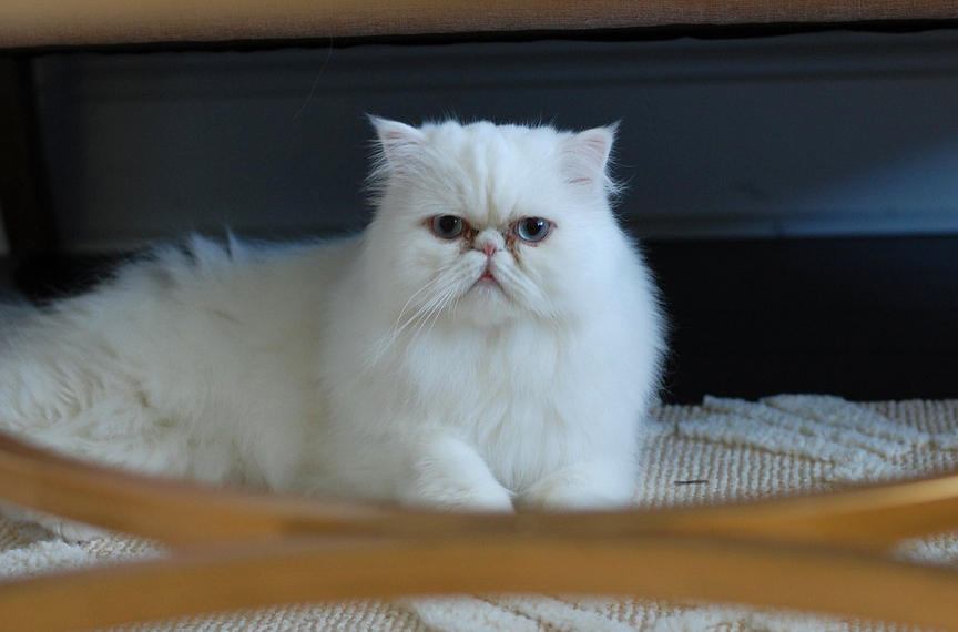 Pecinta Hewan Wajib Tahu, Ini Ciri-ciri Kucing Persia Asli