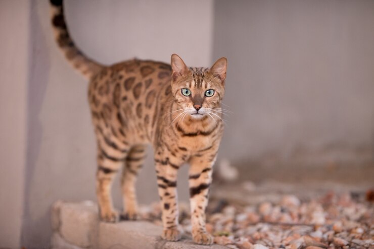  Inilah 6 Jenis Kucing Termahal di Dunia yang Harganya Bisa Mencapai Miliaran Juta