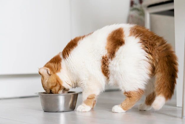 6 Cara Sederhana yang Bisa Membantu Kucing Minum Lebih Banyak