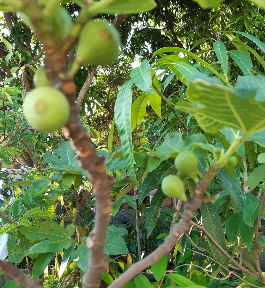 Masya Allah, Disebut Dalam Al Qur`an, Buah Tin juga Bermanfaat untuk Kesehatan