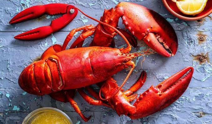 5 Trik Sukses Budidaya Lobster Laut Biar Cepat Panen