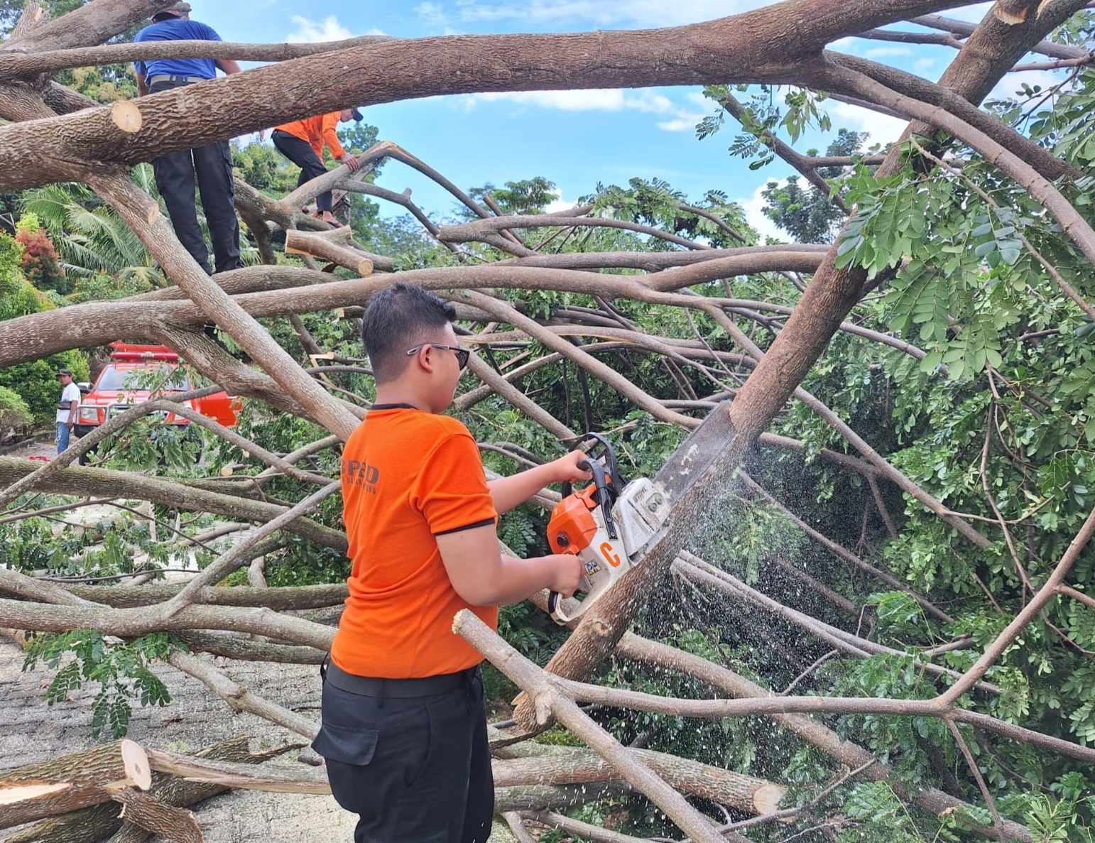 Selama Lebaran, 4 Pohon Tumbang Terjadi Bandar Lampung, Mayoritas Karena Hujan Disertai Angin Kencang 