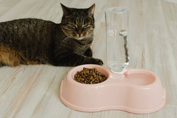 Jangan Salah Pilih! Ini Dia 5 Tips Memilih Tempat Makan Kucing yang Benar
