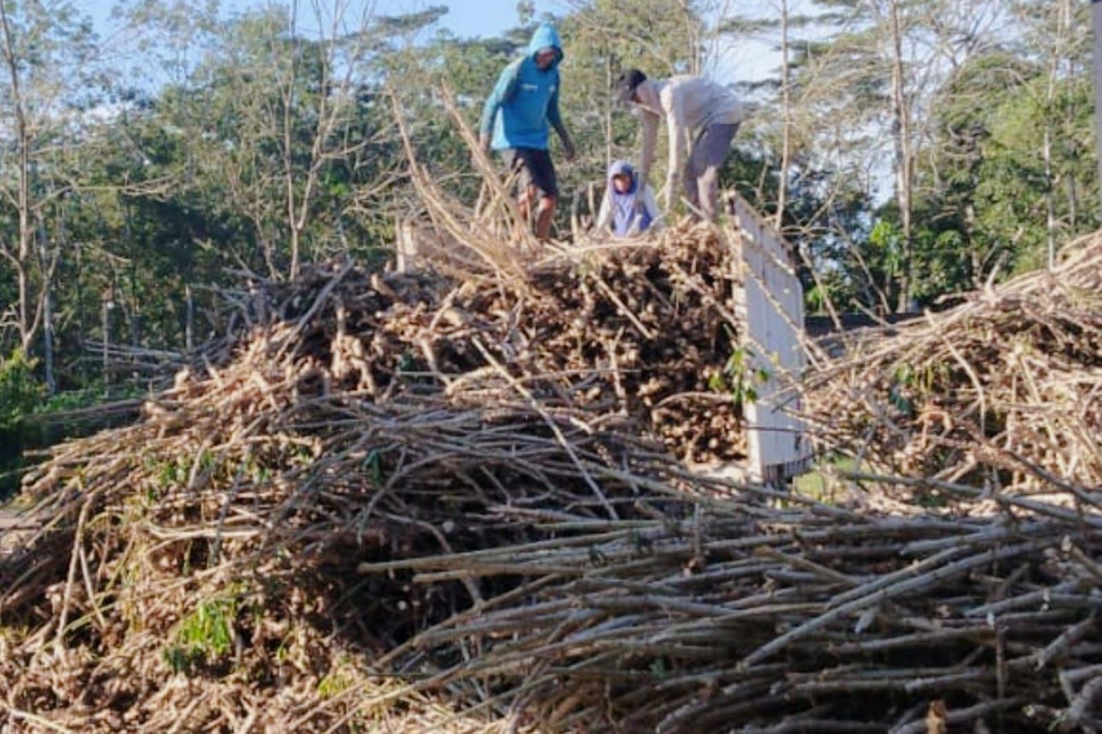 Manfaatkan Batang Singkong dan Karet di Lampung Untuk Bangun Biomassa Kerakyatan 