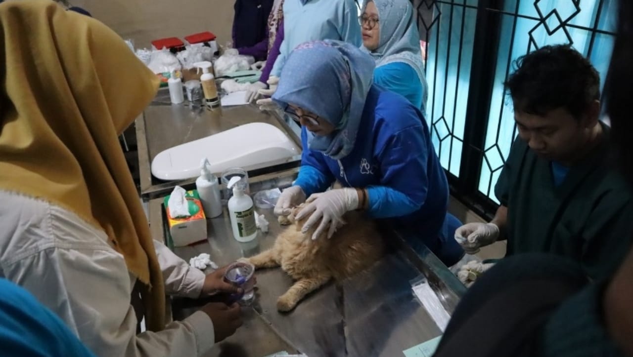 Didominasi Kucing, Dinkes Bandar Lampung Catat 546 Kasus Gigitan Hewan Penular Rabies
