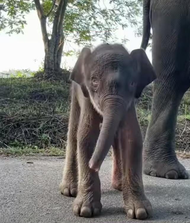 Dari Gelap Malam ke Cahaya Harapan, Bayi Gajah Betina Kembali Lahir di TNWK