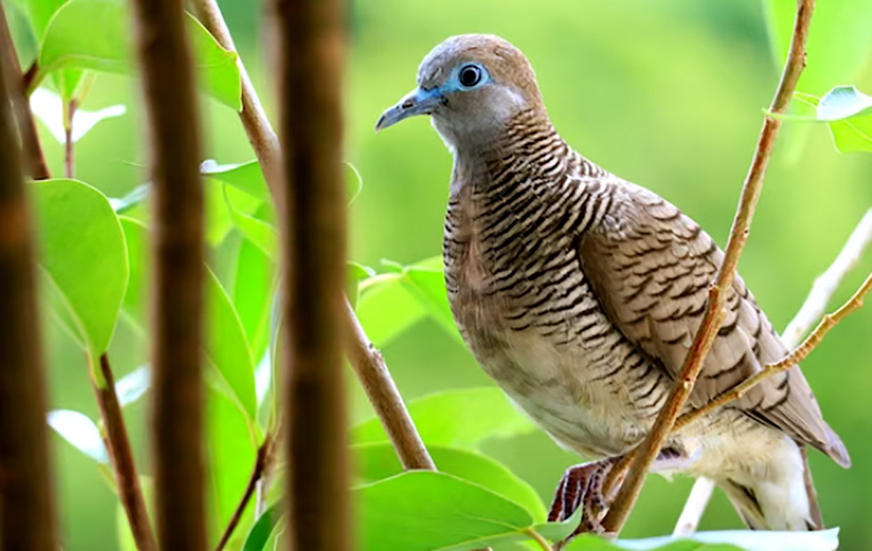 7 Cara Perawatan Harian Burung Perkutut Agar Rajin Berbunyi 