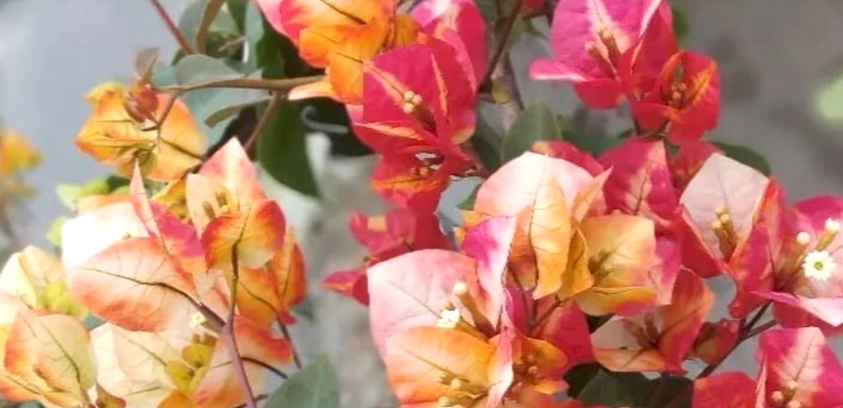 5 Jenis Bunga Bougenville Citra Dengan Gradasi Warna Indah, Cocok untuk Menambah Koleksi Tanaman Hias Mania 