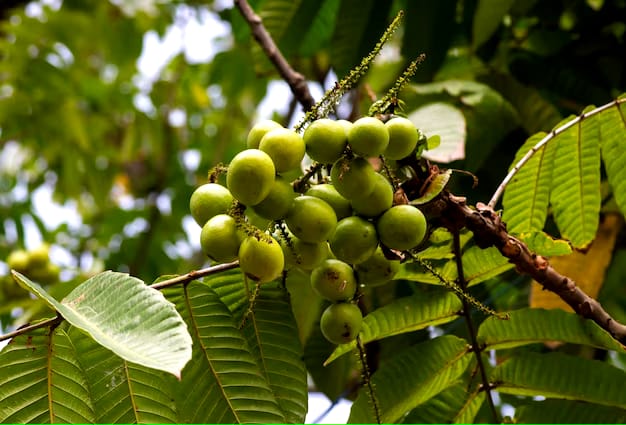 Jarang Diketahui Orang Nih, Ini 5 Manfaat Buah Matoa Untuk Kesehatan Tubuh, Ternyata Bagus Banget