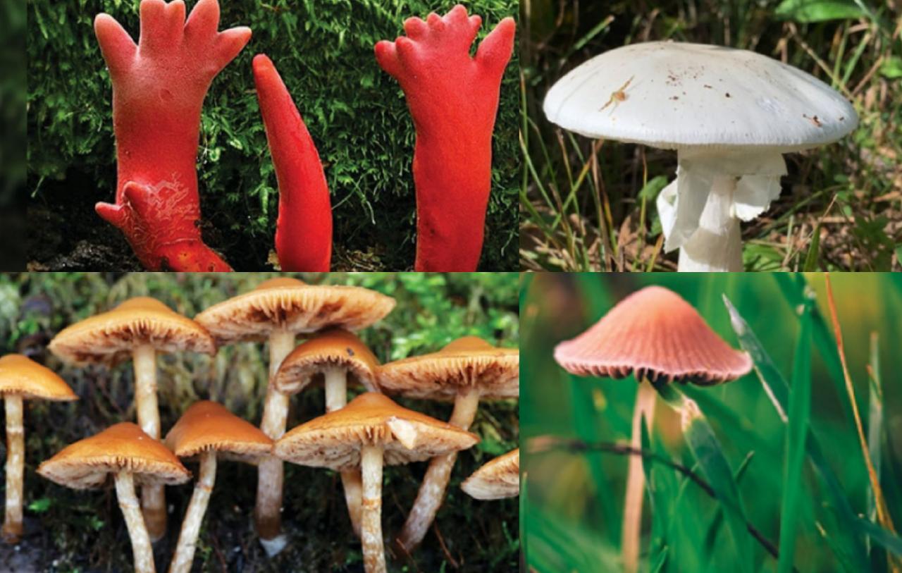 Jangan Sampai Dimakan! Ini Daftar Jamur yang Mengandung Racun Paling Berbahaya di Dunia
