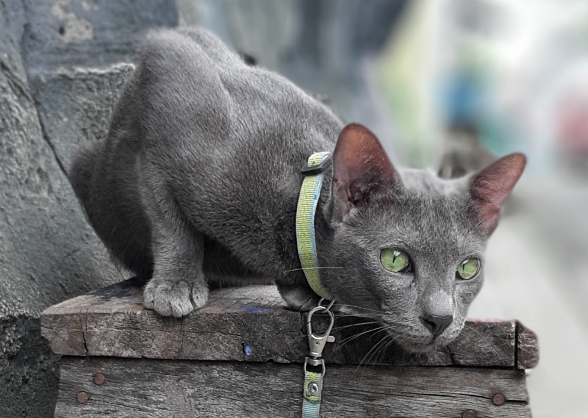 Mengenal Kucing Busok, Kucing Asli Indonesia yang Diakui Dunia 