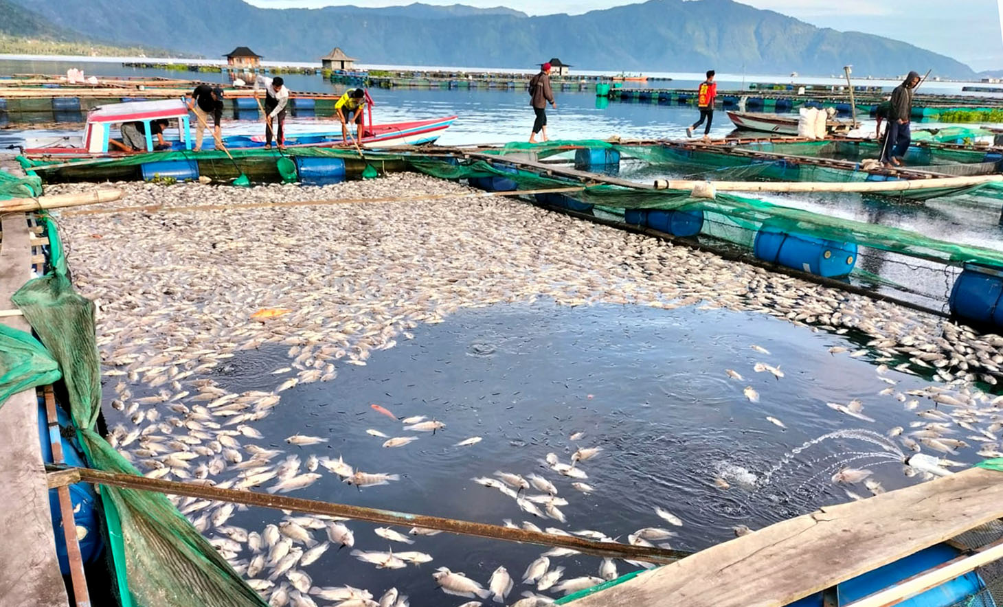 Peristiwa Paling Parah, Kasus Ikan Mati Mendadak di Danau Ranau Sebabkan Kerugian Sebesar Ini 