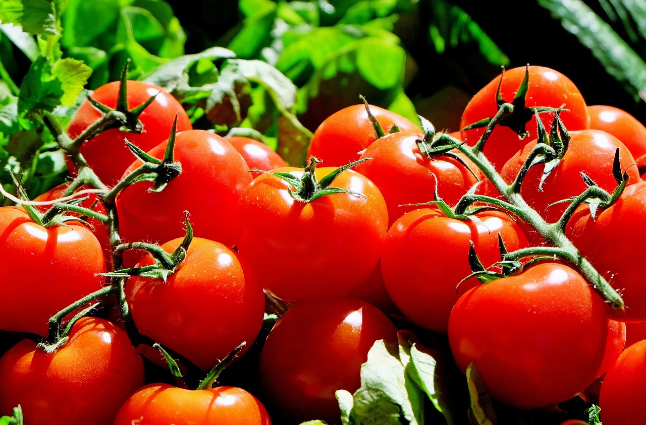 Hampir Dikira Sama, Ternyata Tomat Buah dan Tomat Sayur Memiliki Perbedaan